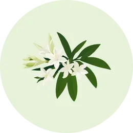 Tuberose